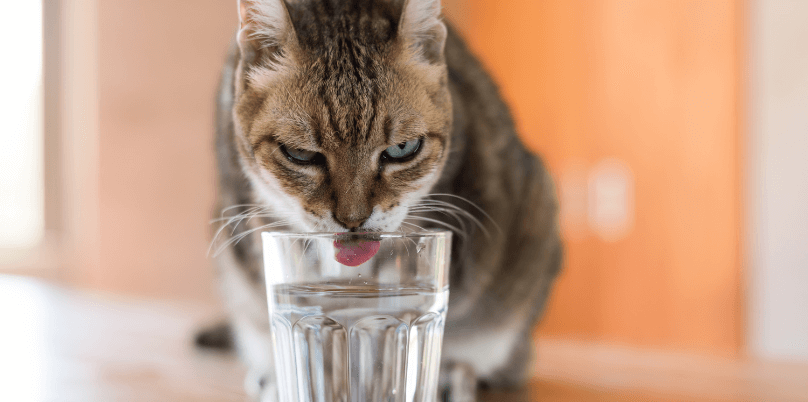 acqua depurata in casa